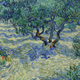 Image: Vincent van Gogh (Dutch, 1853 - 1890). Olive Trees.1889. Oil on canvas. Dimensions: Unframed: 28 3/4 x 36 1/4 inches (73.03 x 92.08 cm). Framed: 37 3/4 x 45 1/2 x 2 inches (95.89 x 115.57 x 5.08 cm). Purchase: William Rockhill Nelson Trust. 32-2. Nelson-Atkins Museum of Art